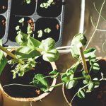 magical-plants-mewe