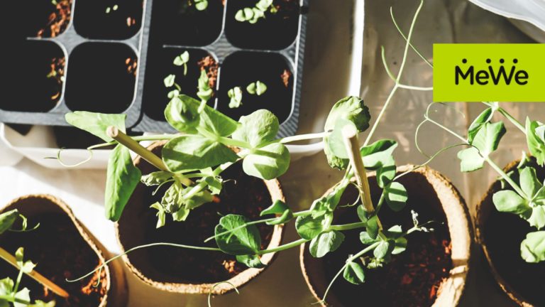 magical-plants-mewe